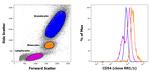 CD54 (ICAM-1) Antibody