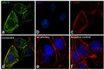 ErbB2 (HER-2) Antibody in Immunocytochemistry (ICC/IF)