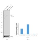 CD31 (PECAM-1) Antibody