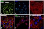 CD31 (PECAM-1) Antibody in Immunocytochemistry (ICC/IF)