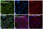 CD44std Antibody in Immunocytochemistry (ICC/IF)