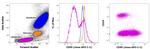 CD95 (APO-1/Fas) Antibody