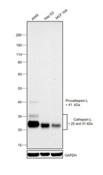 Cathepsin L Antibody in Western Blot (WB)