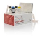 Human Caspase 3 Instant ELISA™ Kit (BMS2012INST)