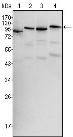 B-Raf Antibody in Western Blot (WB)