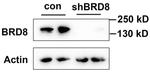 BRD8 Antibody