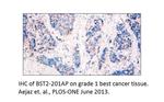 BST2 Antibody in Immunohistochemistry (IHC)