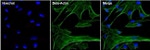 beta Actin Antibody in Immunocytochemistry (ICC/IF)