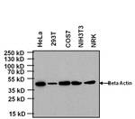 KLRB1 Antibody in Western Blot (WB)