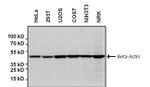 beta Actin Antibody in Western Blot (WB)