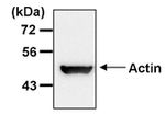 beta Actin Loading Control Antibody in Western Blot (WB)