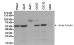 beta Tubulin Loading Control Antibody in Western Blot (WB)