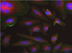 beta Tubulin Loading Control Antibody in Immunocytochemistry (ICC/IF)