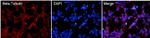 beta Tubulin Loading Control Antibody in Immunocytochemistry (ICC/IF)