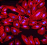 beta Actin Loading Control Antibody in Immunocytochemistry (ICC/IF)