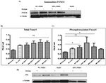 Bim Antibody in Western Blot (WB)