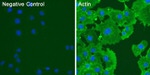 Actin Antibody in Immunocytochemistry (ICC/IF)