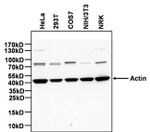 Actin Antibody in Western Blot (WB)