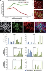 Blimp-1 Antibody in Immunohistochemistry (IHC)