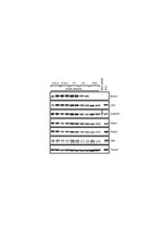 Blimp-1 Antibody in Western Blot (WB)