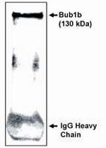 BUBR1 Antibody in Western Blot (WB)