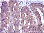 c-Cbl Antibody in Immunohistochemistry (Paraffin) (IHC (P))