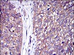 c-Cbl Antibody in Immunohistochemistry (Paraffin) (IHC (P))