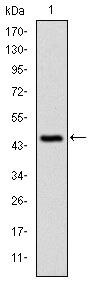 c-Cbl Antibody in Western Blot (WB)