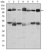 c-Cbl Antibody in Western Blot (WB)