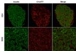 C1orf77 Antibody in Immunohistochemistry (IHC)