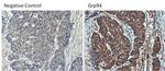 Rat IgG (H+L) Secondary Antibody in Immunohistochemistry (Paraffin) (IHC (P))