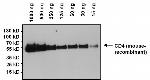 Rat IgG (H+L) Secondary Antibody in Western Blot (WB)