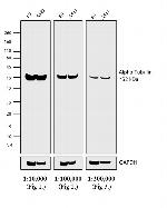 Rat IgG (H+L) Secondary Antibody in Western Blot (WB)