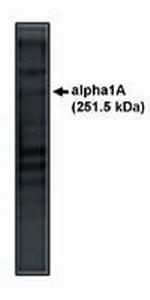 CaV2.1 Antibody in Western Blot (WB)