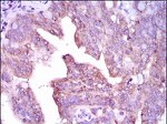 CaMKIV Antibody in Immunohistochemistry (Paraffin) (IHC (P))