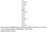 CaMKII gamma Antibody in Western Blot (WB)