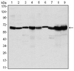 PRMT4 Antibody in Western Blot (WB)