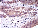 Caspase 8 Antibody in Immunohistochemistry (Paraffin) (IHC (P))