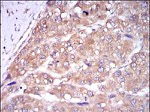 Caspase 8 Antibody in Immunohistochemistry (Paraffin) (IHC (P))