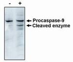 Caspase 9 Antibody in Western Blot (WB)