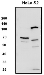 SLC7A1 Antibody in Western Blot (WB)