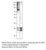 Galectin 3 Antibody in Western Blot (WB)