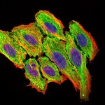 MCP-1 Antibody in Immunocytochemistry (ICC/IF)