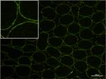 MCP-1 Antibody in Immunohistochemistry (Frozen) (IHC (F))