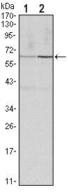 Cyclin B1 Antibody in Western Blot (WB)