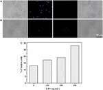 CD197 (CCR7) Antibody in Immunocytochemistry (ICC/IF)