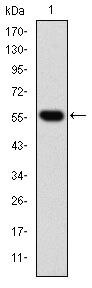 TCP-1 beta Antibody in Western Blot (WB)