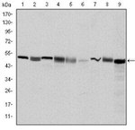 TCP-1 beta Antibody in Western Blot (WB)