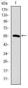 TCP-1 beta Antibody in Western Blot (WB)