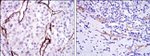 CD105 Antibody in Immunohistochemistry (Paraffin) (IHC (P))